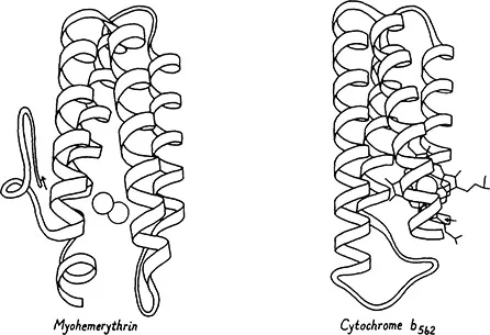 Figure 4. Up-and-down helix bundle structures (antiparallel alpha category): myohemerythrin (22) and cytochrome b562 (23).