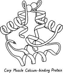 Figure 6. A miscellaneous antiparallel alpha structure: carp muscle calcium-binding protein (26),