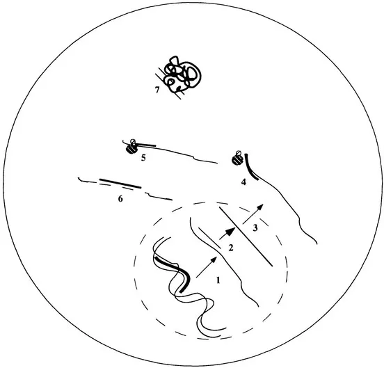 Figure 1 Potential sites at which ODN may disrupt gene expression. (1) Triple helix formation with chromosomal DNA disrupts transcription. (2) Hybridization to nuclear RNA disrupts RNA processing and/or (3) translocation to the cytoplasm. (4) Hybridization to mRNA disrupts the binding of ribosomes and/or (5) translation into protein. (6) Hybridization to mRNA provides a substrate for RNase H. (7) ODN interactions with proteins disrupt protein function.