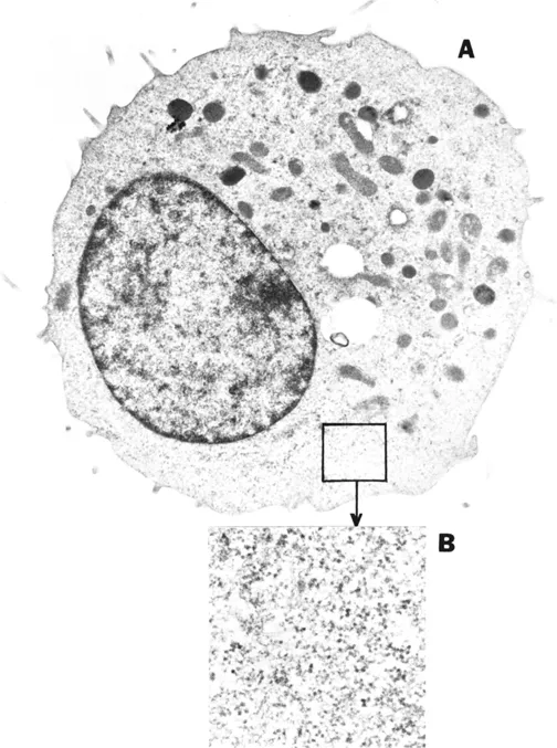 Figure 1. Transmission electron photomicrograph of a thin section of a mouse L-929 cell (A) at an original magnification of × 13,500. An enlarged area of the cytoplasm (original magnification × 48,500) is shown in (B). Details of preparation are given in reference 30. Provided by Murali Pillai.