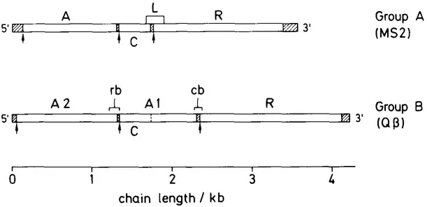 FIGURE 1. Gene maps of leviviruses. Upper: group A (MS2), lower group Β (Qβ). Ribosome binding sites are indicated by arrows, rb = replicase binding site (interfering with ribosome binding at C initiation site); cb = coat protein binding site (interfering with ribosome binding at R initiation site). Analogous sites (not shown) are probably also found at group A viruses. The cistrons are listed in Table 1. Note that there are 4 genes, but only 3 ribosome binding sites for group A and group Β phages. The lysis gene L of group A phages is translated by a frameshift error in translation of the C gene. C gene translation is terminated by a termination signal and L synthesis begins at the AUG start codon following the termination signal. The Al gene of group Β phages (coding for a phage capsid constituent possibly also involved in host lysis) is translated by occasionally reading through the stop codon of the C gene. Both L and A1 production probably utilize the limited accuracy of the translation machinery; in principle, accidental mutation events in viral RNA replication — e.g., a nucleotide deletion in the C gene or a base substitution in the stop codon — would lead to the same phenomenon. Information compiled from and based on References 21, 23, and 24.