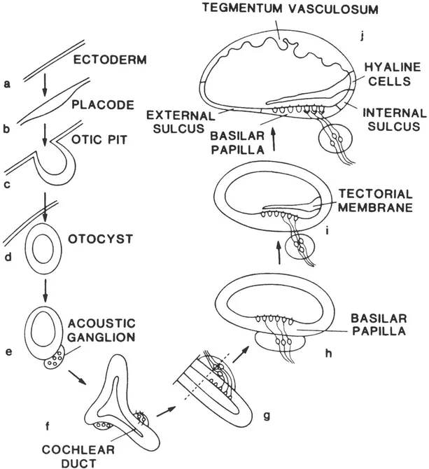 FIGURE 1.1 A schematic representation of the development of the avian cochlea. The basilar papilla is the avian homologue of the mammalian organ of Corti. The tegmentum vasculosum is the avian homologue of the mammalian stria vascularis. In panels /and g, the cochlear duct would be coiled in mammals. The regions labeled 