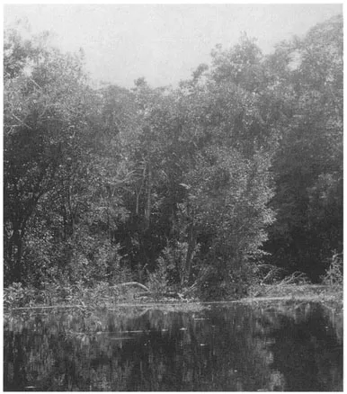 The Amazon (Photo by Andrés Rothstein, reprinted by permission.)