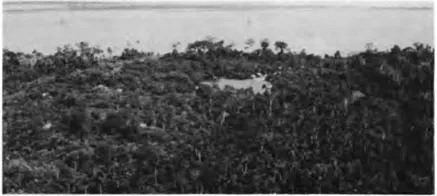 Plate 1 Tropical forest along the Amazon near Iqu¡tos, Peru (M. H¡raoka, 1983; reprinted by permission).