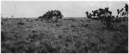 Plate 2 Tropical savanna (well drained), Orinoco Llanos, Venezuela (W. M. Denevan, 1972).