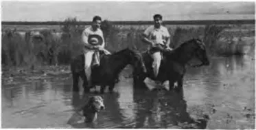 Plate 3 Flooded savanna, Llanos de Mojos, northern Bolivia (W. M. Denevan, 1962).