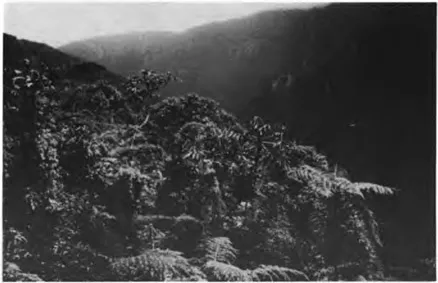 Plate 5 Montane tropical forest, eastern Bolivian Andes (W. M. Denevan, 1961).