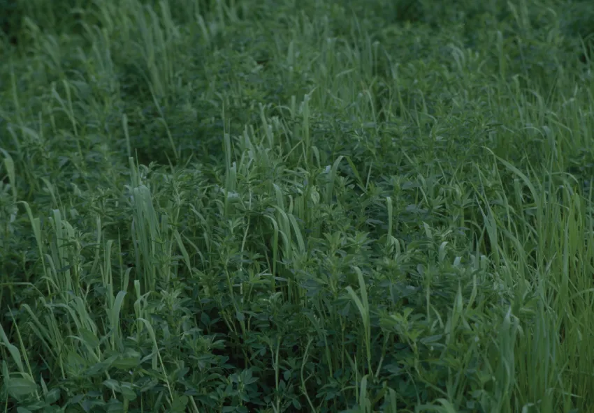 Photograph depicting a mixed stand of alfafa and timothy spread out in a field.
