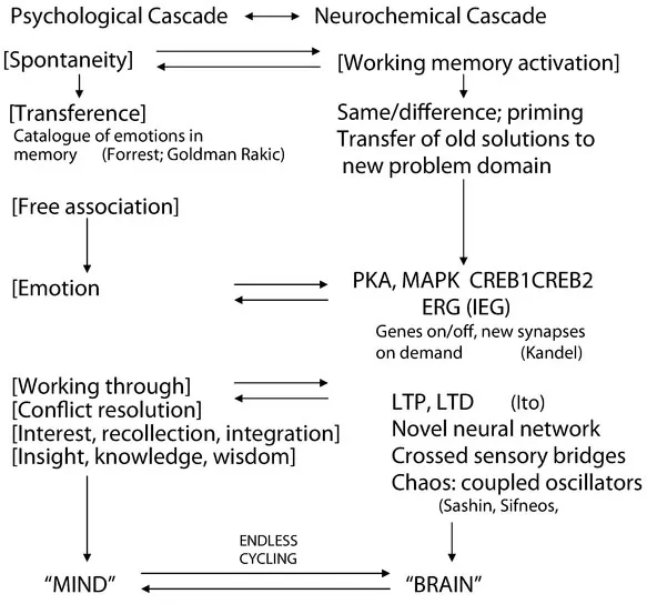 Figure 1. Biological and Psychological Cascades