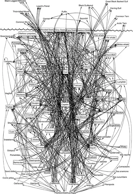 Figure 1.1 David Lavigne’s partial food web with codfish as the central player