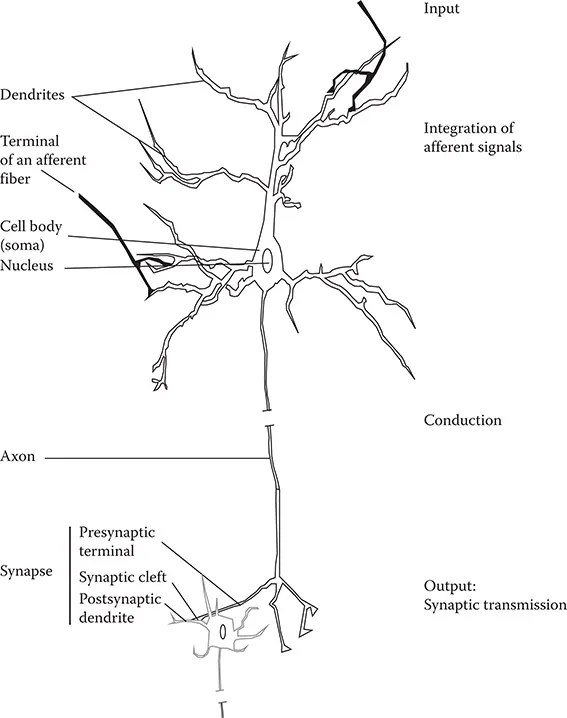 fig1_2.webp