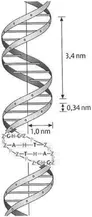 The ladder like structure of DNA.