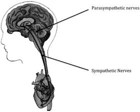 Figure 2. The heartâbrain interaction and connections.