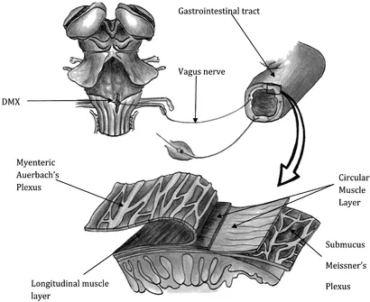 Figure 3. The gut connections with the brainstem.
