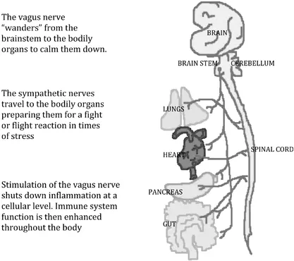 Figure 4. The path of the vagus nerve.