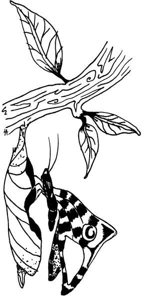 BUTTERFLY EMERGING FROM CHRYSALIS