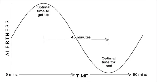 Figure 2. One cycle of the adult human circadian rhythm.