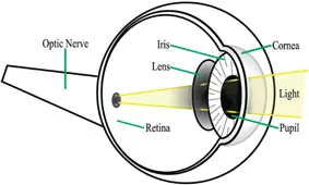 Figure 1.1: Cutaway view of the human eye.