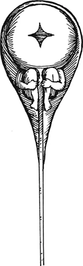 Fig. 1.1. Hartsoeker’s drawing of a homunculus in the head of a sperm.