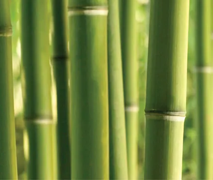 10. The regular nodes in the stems of bamboo act like bulkheads stiffening the tube and preventing the normal way in which tubular structures fail