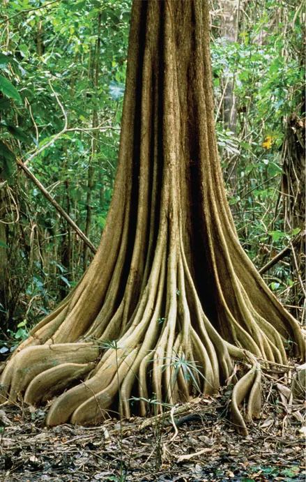 14. Trees growing in the shallow soils of rainforests have evolved buttress roots that resist overturning