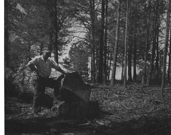 NEBRASKA’S LAST VIRGIN TIMBER