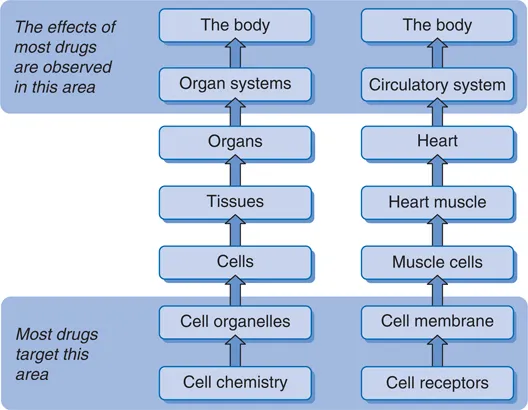 Figure 1.1 Levels of organisation within the human body. The hierarchy of organisation of the heart and circulatory system is given as an example.