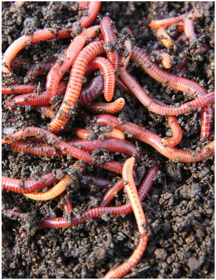 ◀ Figure 1.1 Red wigglers, an essential component for vermicomposting