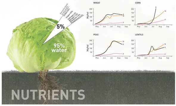 ▲ Figure 1.2 Chemical composition of a typical plant and the nutrient needs of different crops during their growing period Data adapted from Howard M. Resh, Hydroponic Food Production: A Definitive Guidebook of Soilless Food-growing Methods (Mahwah, NJ: CRC Press, 2004), 35; International Plant Nutrition Institute, 1998.