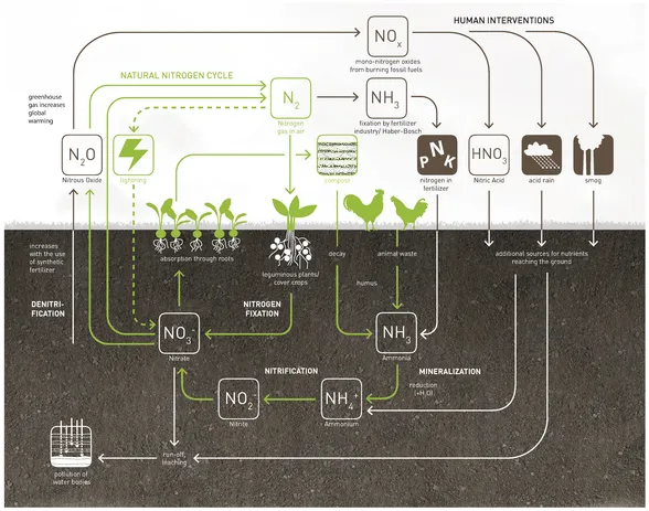 ▲ Figure 1.3 The nitrogen cycle—natural cycle and human interventions Data adapted from Hannah Hislop, ed., The Nutrient Cycle: Closing the Loop (London: Green Alliance, 2007), 10.