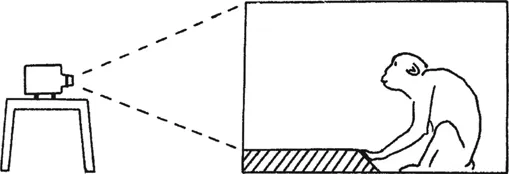 1.1 Rhesus monkey in testing chamber.