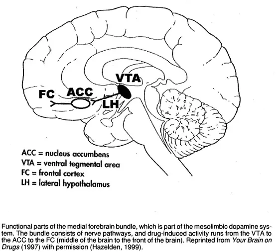 FIGURE 1. The Medial Forebrain Bundle