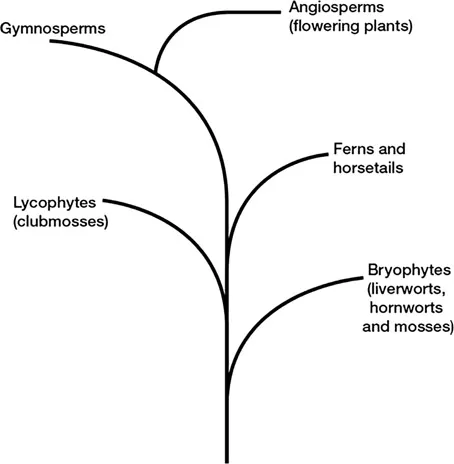 Figure 1.1 Phylogenetic relationships between plants