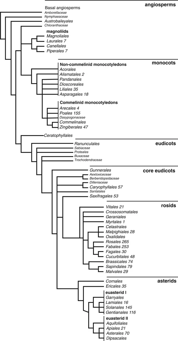 Figure 1.2 Phylogenetic relationships between flowering plants