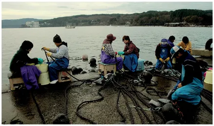 Shizugawa, Miyagi, Japan, 2011. Students from Kyoto University of Art and Design working with local fishermen, attaching kelp fronds (seaweed) to ropes to be floated in the sea.