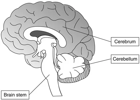 Figure 1.1 