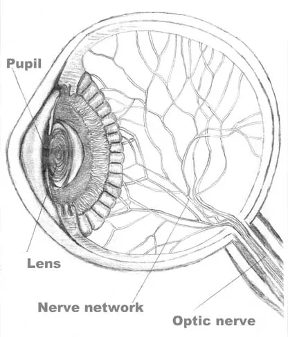 Figure 1.1 The Human Eye. Original art by Shoshana Pearson