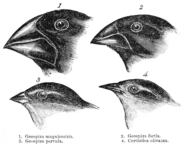 Figure 1.1 Darwin’s finches, by John Gould.