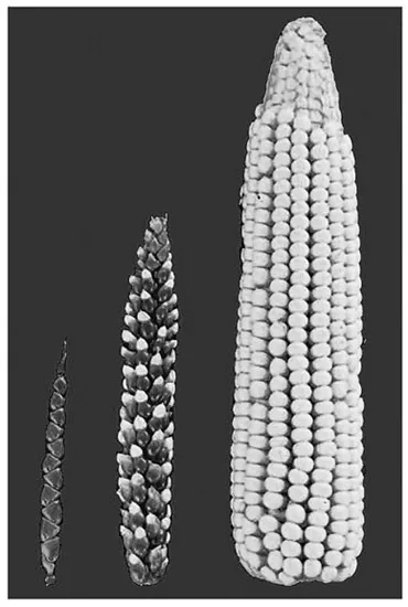 Figure 1.2 Sweet corn has been artificially selected for its sweetness, size and color. The cob on the left is the original wild version, the one in the middle is after a degree of cross-breeding and the one on the right is the current form.