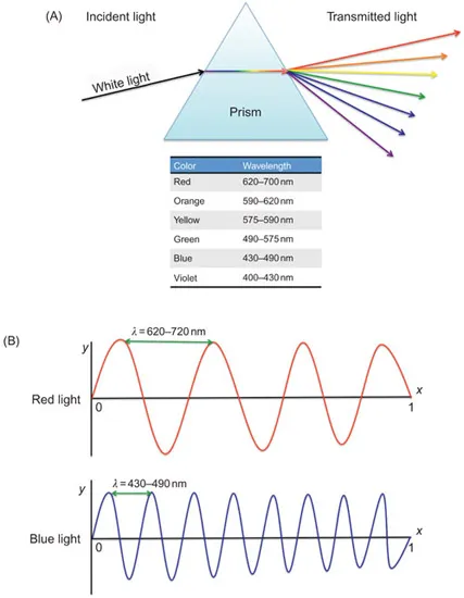 Figure 1.2 (A) As white light passes through a prism, it is refracted or bent and consequently separates into its component colors. Red light having the longest wavelength deviates the least from the original path of light, whereas blue light refracts the most. (B) Red light will have a longer wavelength than blue light. As implied in Eq. (1.1), there is an inverse relationship between frequency and wavelength. In this graphical example, it can be seen that the shorter the distance between waves, the greater is the frequency increase with a given distance and period of time.