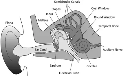 Figure 1.1 The mechanism of hearing. Sound waves travel down the ear canal and cause the eardrum to vibrate. These vibrations are passed along through the middle ear, which is a sensitive transformer consisting of three small bones (malleus, incus, and stapes) surrounding a small opening in the skull (the oval window). The major function of the middle ear is to ensure efficient transfer of sounds, which are still in the form of air particles, to the fluids inside the cochlea (the inner ear), where they will be converted to electrical pulses and passed along the auditory nerve to the auditory cortex in the brain for further processing.