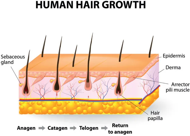 Figure 1.2 The skin and hair growth