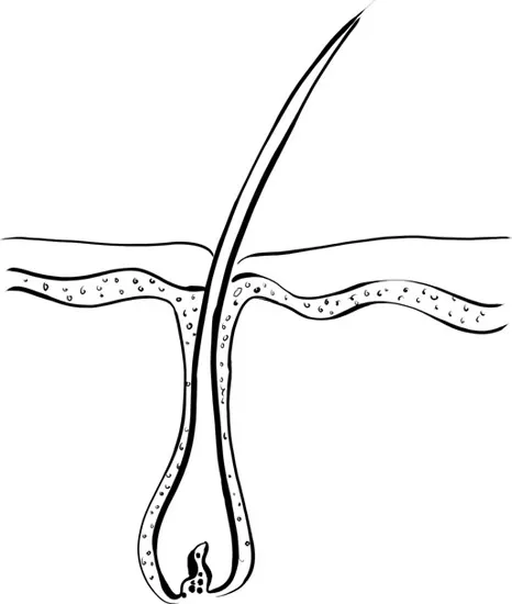 Figure 1.3 Hair structure