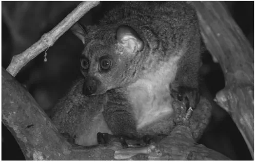 Figure 1.1 A greater galago focuses its binocular vision. © Y.A. de Jong and T.M. Butynski, www.wildsolutions.nl