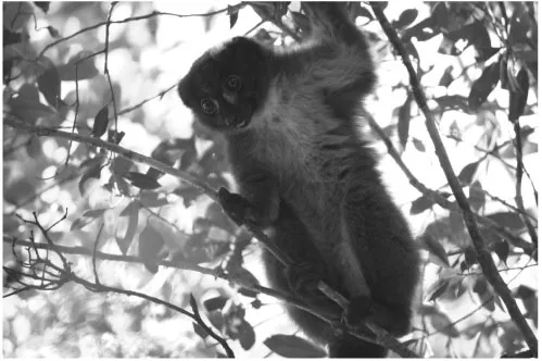 Figure 1.2 A red-bellied lemur demonstrates its grasping ability. © Stacey Tecot
