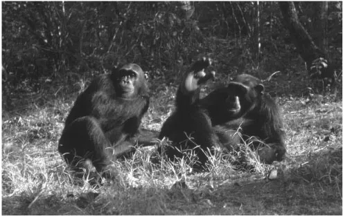 Figure 1.3 A chimpanzee shows its opposable hallux, the primate equivalent of the human big toe. © Curt Busse