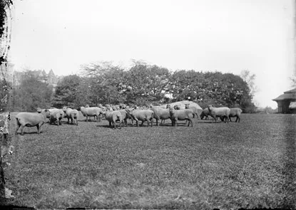 Figure 1.3 Robert L. Bracklow, Sheep in Sheep Meadow Central Park, circa 1890–1910, glass negative, 5 in. × 7 in.