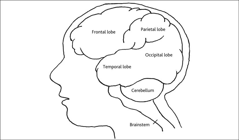 Figure 1.1 Structure of the brain