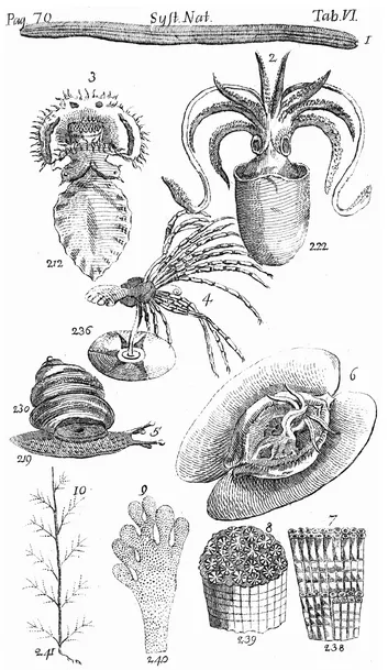 FIGURE I.2. Image from Systema Naturae, highlighting invertebrate animals within Linnaeus' Classis Vermes. The tenth edition of his Systema Naturae, published in two volumes in 1758 and 1759 is considered the beginning of zoological nomenclature. Linnaeus' hierarchy classified living things within a simple, linear organization of most general (Imperium) to most similar (Varietas). This system evolved into that still used by many biologists today—a nested series of ranks: (Kingdom (Phylum (Class (Order (Family (Genus (Species))))))), though some recent authors have proposed yet another evolution of the system (e.g., de Queiroz and Gauthier 1992). Public domain, Wikimedia Commons.
