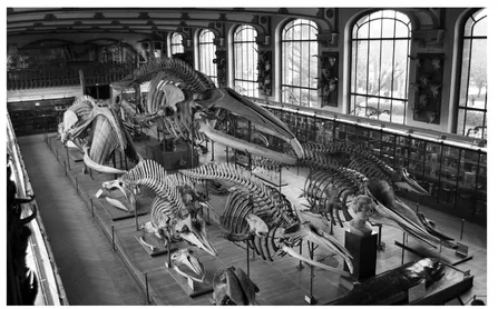 FIGURE I.3. Today, Cuvier's collections can be seen in the Galeries de Paléontologie et d'Anatomie comparée (Galleries of Palaeontology and Comparative Anatomy), part of the French Muséum national d'Histoire naturelle (National Museum of Natural History). Steren Giannini, Pannini, GFDL, Wikimedia Commons.